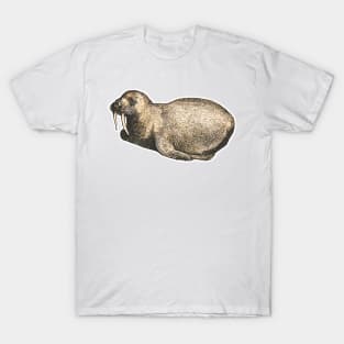 Baby walrus T-Shirt